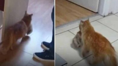 قطة تحمل مولودها المصاب إلى المستشفى طلبا للمساعدة في تركيا (فيديو)