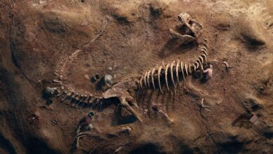 اثار اقدام الديناصورات التي مشيت في بريطانيا قبل 110 مليون سنة