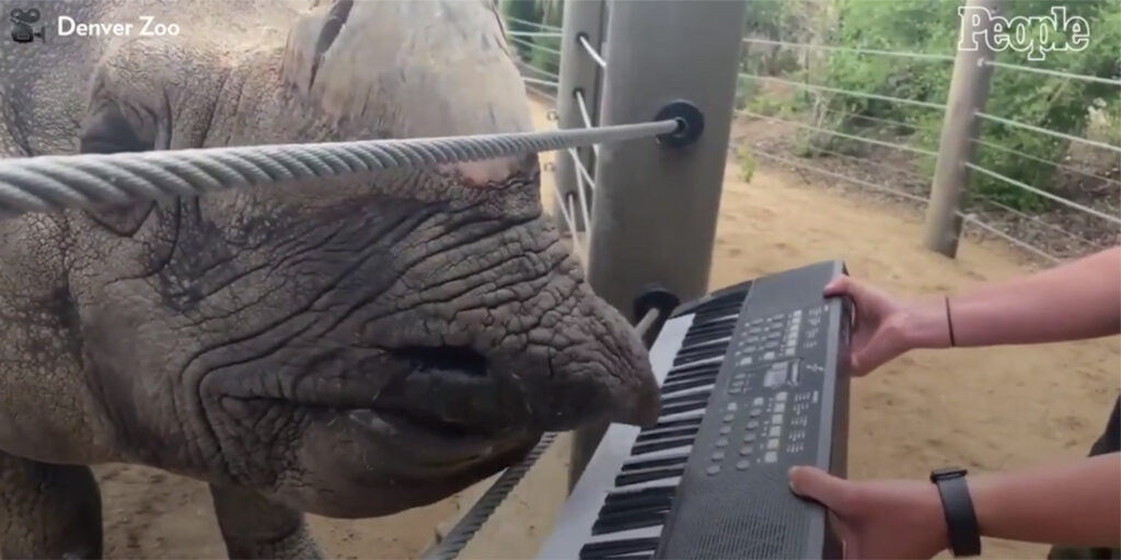 وحيد القرن يعزف