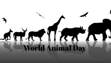 اليوم العالمي للحيوان يعود من جديد في 4 اكتوبر..(مقاله)