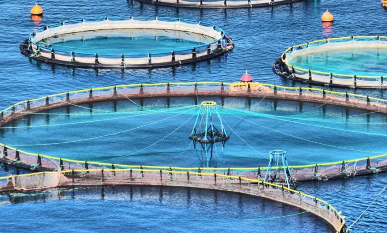 تضاعف عدد مشاريع الاستزراع السمكي بالسعودية منذ 2018