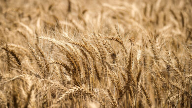 صورة لتعويض نقص المعروض.. السعودية تدعم زراعة القمح محلياً