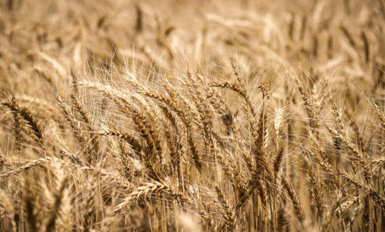 لتعويض نقص المعروض.. السعودية تدعم زراعة القمح محلياً