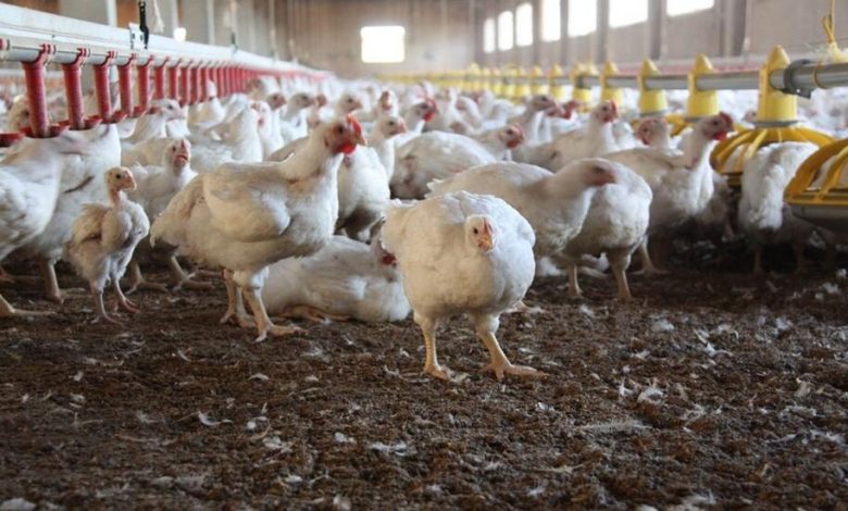 منظمة الصحة تعلن تفشي إنفلونزا الطيور في مزرعة جنوب شرقي بغداد.. ووزارة الزراعة العراقية تنفي