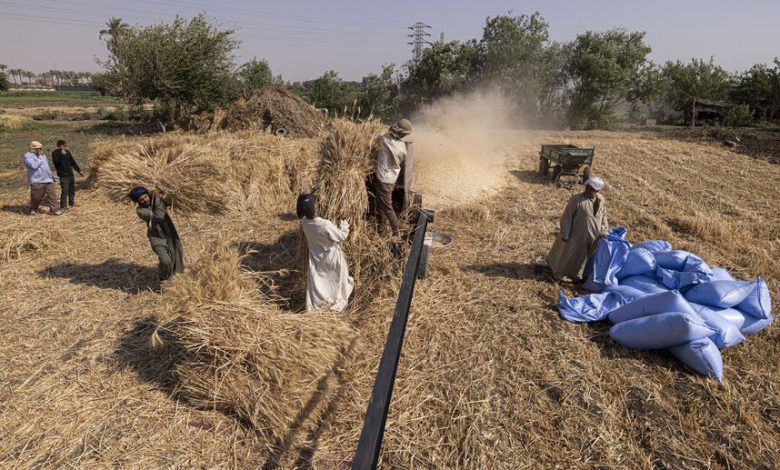 هل تنجح مصر في تقليل واردات القمح عبر زيادة الإنتاجية وزيادة المساحات المزروعة؟