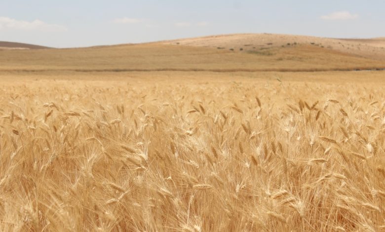 قمح الصحراء وشعيرها.. قصة نجاح يسطرها مزارعون أردنيون في مواجهة التغيرات المناخية