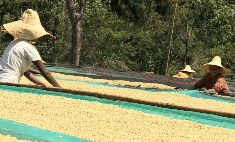 بزيادة قدرها 500 مليون دولار.. القهوة الإثيوبية تحقق معدلات إنتاج قياسية
