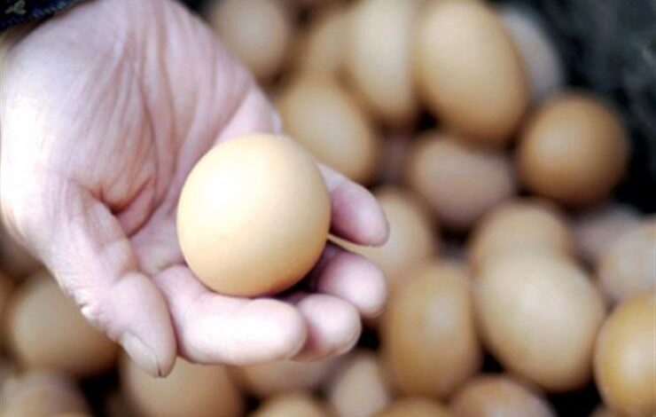 ​​الزراعة: طرح كميات كبيرة من أطباق البيض استعدادا لبدء العام الدراسي