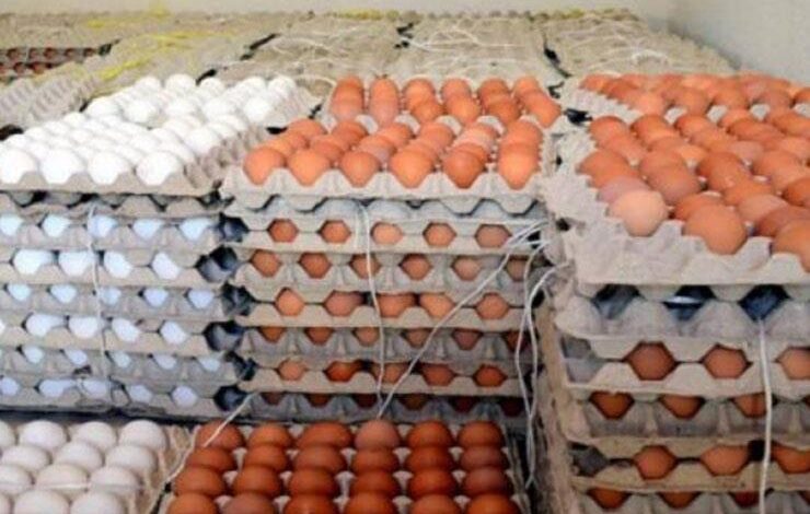 رئيس "منتجي الدواجن": أسعار البيض ستستمر في الارتفاع.. وشرط وحيد يوقف الزيادة