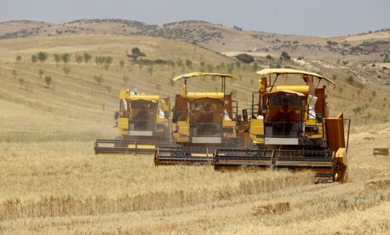 الجزائر.. 6 مليارات دولار لتعزيز مخزون الحبوب وإجراءات لدعم الأمن الغذائي