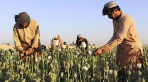 ازدهار زراعة خشخاش الأفيون في أفغانستان بعد عام من حكم «طالبان»