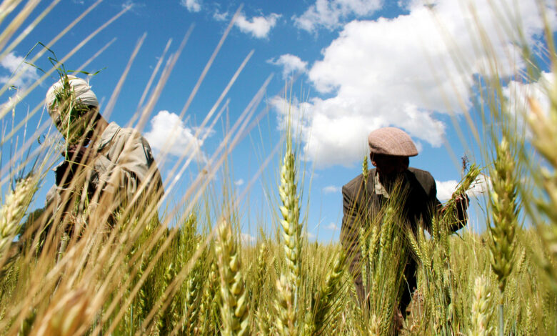 تحولت من مستوردة إلى مُصدرة.. إثيوبيا تشهد تحولا كبيرا في زراعة القمح
