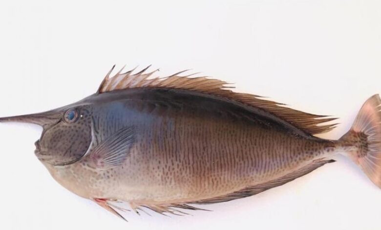 رصد نوع جديد من الأسماك في مياه السلطنة