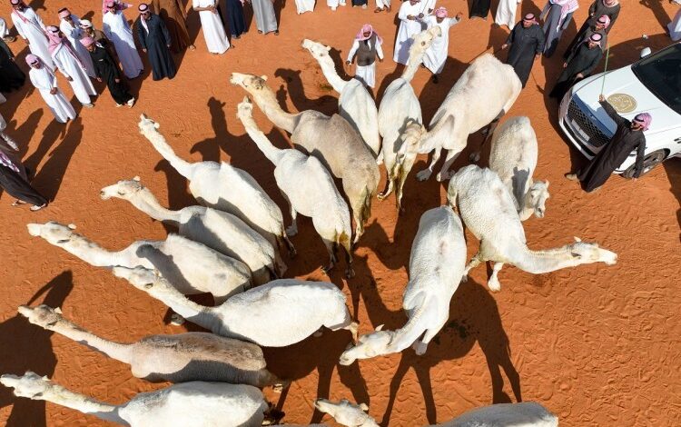 الأول عالميًا.. إدارة مهرجان الملك عبدالعزيز للإبل تجهّز مضمارًا بطول 18 كم لمنافسات الهجيج