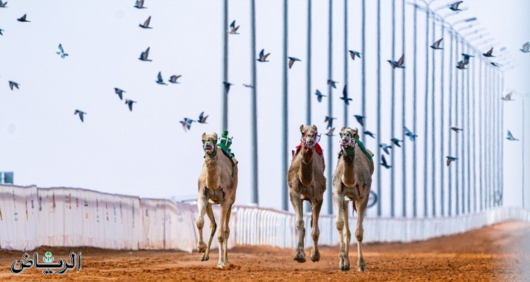 مهرجان الملك عبدالعزيز للإبل يسدل الستار على نسخته السابعة