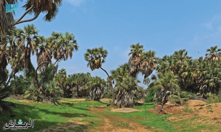 "الغطاء النباتي" يوقع عقدًا لتنمية المراعي الطبيعية في مناطق المملكة