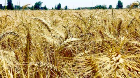مصر تعتمد على إنتاج القمح المحلي وتزيد من سعر الشراء بنسبة 50٪