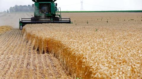 مصر تبدأ طرح الذرة في بورصة السلع