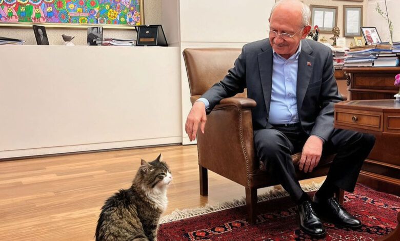 بيوت مجانية وطعام قطط أقل بذخا.. تعرف على أغرب الوعود في الانتخابات التركية