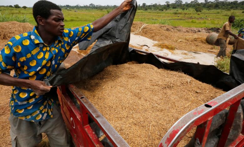 كيف جعل التضخم أرز الجولوف الثمين في غرب أفريقيا وجبة باهظة الثمن