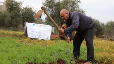 هكذا نجح الفلسطينيون بزراعة نحو 150 ألف شجرة منذ 7 أكتوبر