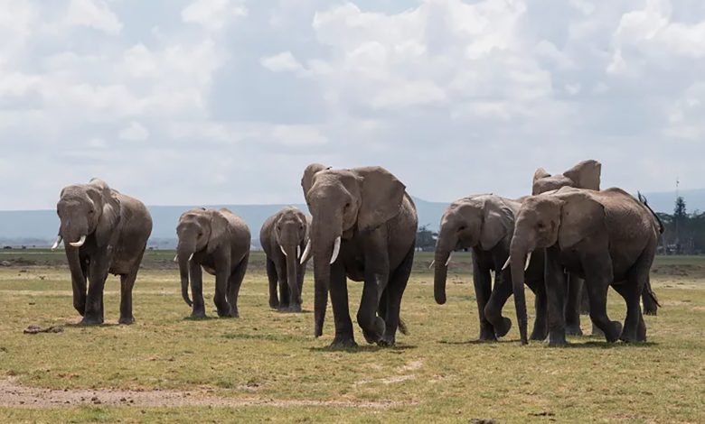 الفلفل الحار والنحل.. أسلحة القرويين لمواجهة هجمات الأفيال في تنزانيا