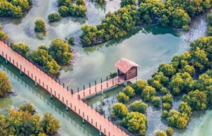 Study-and-Restoration-of-Mangroves