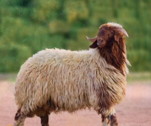 Most Expensive Sheep in Saudi Arabia Is Na’imi